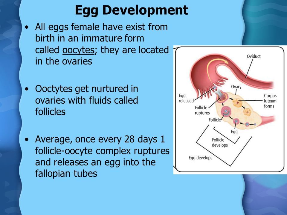 Flurry recomended the mature eggs in Are ovaries