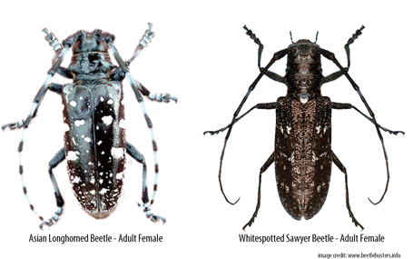 Daisy C. reccomend Adult asian longhorn beetle