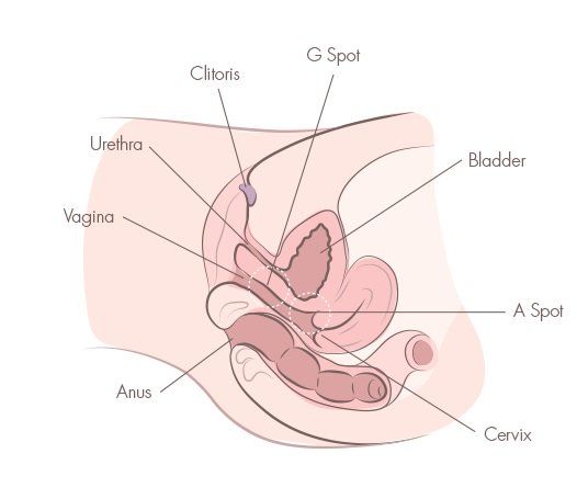 best of Female orgasm Anatomy