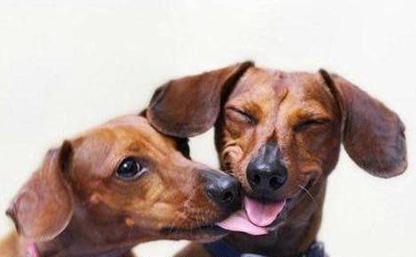 Relay reccomend Mature daschund and puppy relationships
