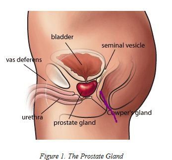 Mulberry reccomend Male orgasm prostate techniques