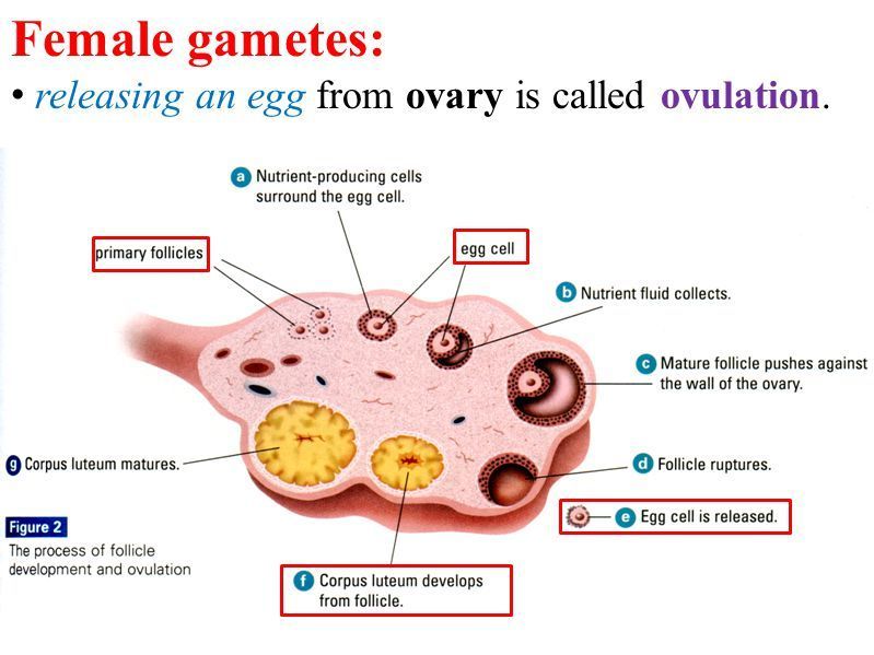 best of Eggs ovaries the mature in Are