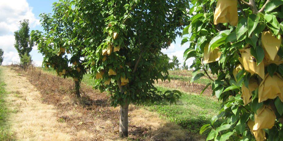 Asian pear planting