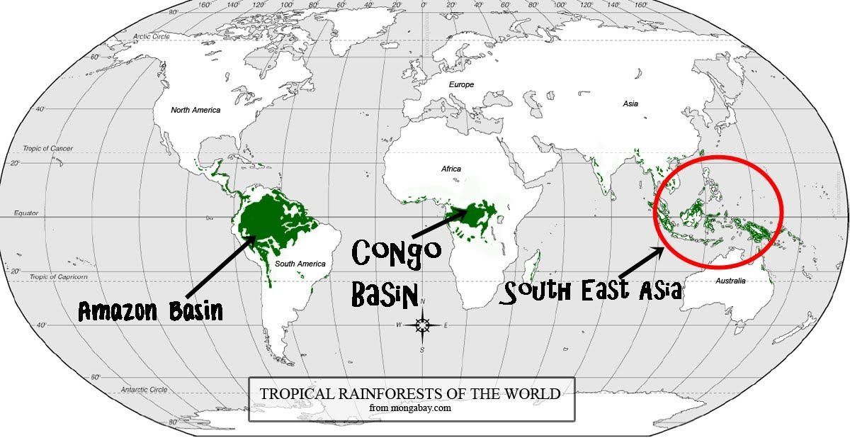 Asian rainforest climatograph