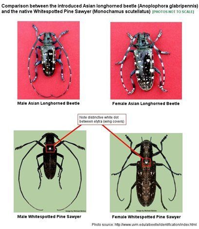 Stem reccomend Asian longhorn beetle life cycle