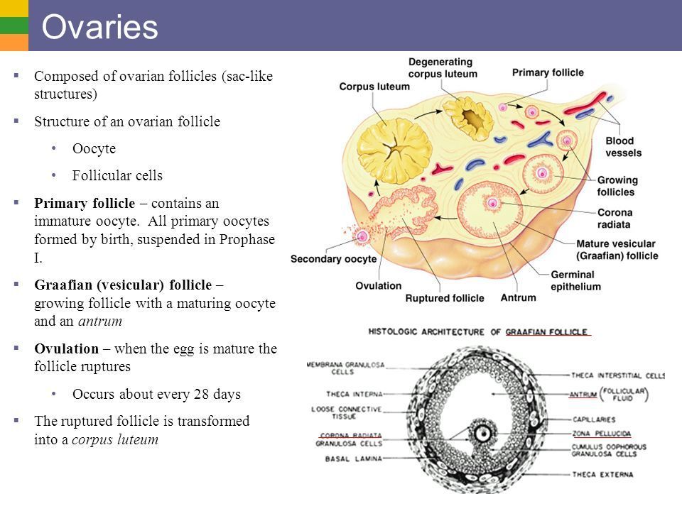 Dark M. reccomend Are eggs in the ovaries mature
