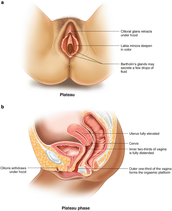 Woman anatomy of orgasm
