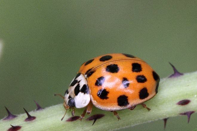 Amphibian reccomend Asian ladybug infestation