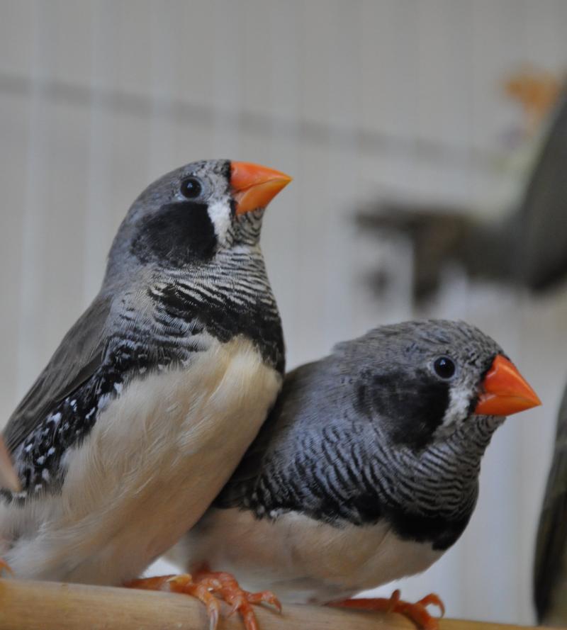 Asian aviary finches singing wings