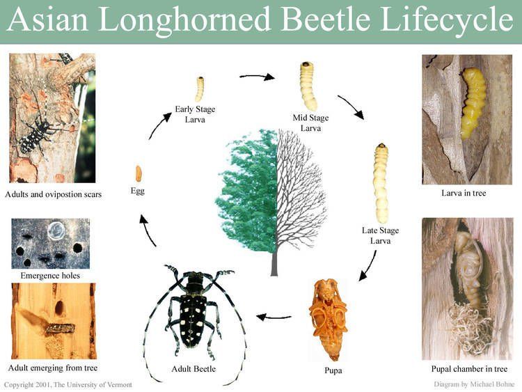 Asian longhorn beetle life cycle
