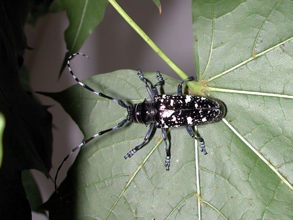 Duckling reccomend Adult asian longhorn beetle