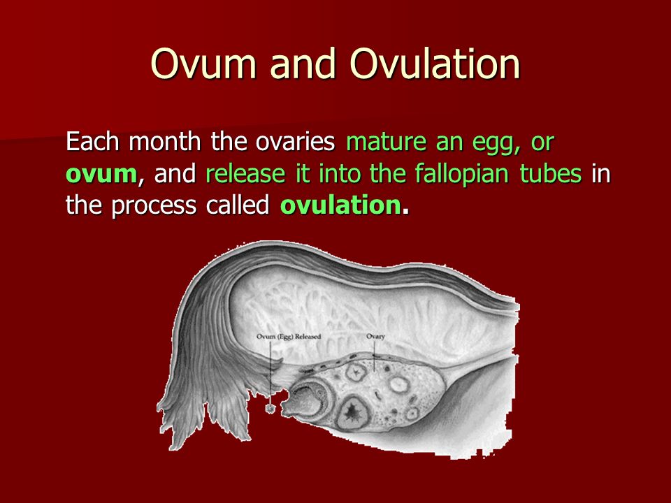 Redvine reccomend Are eggs in the ovaries mature