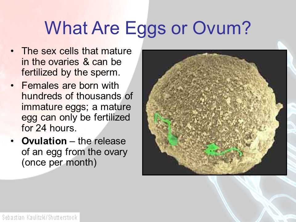 Are eggs in the ovaries mature