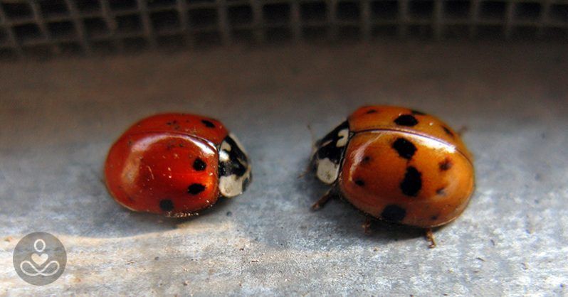 best of Infestation Asian ladybug
