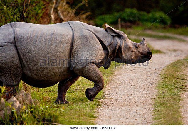 Bear B. reccomend Asian rhinoceros population