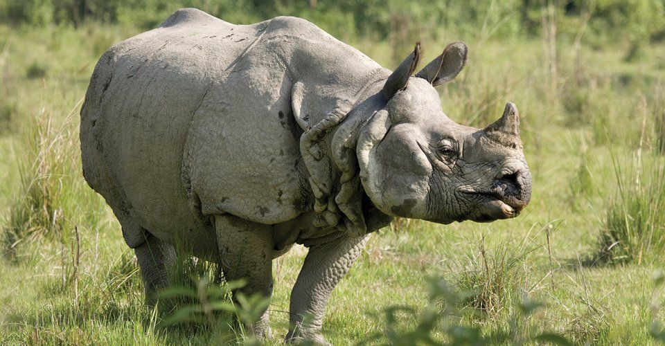 best of Rhinoceros population Asian