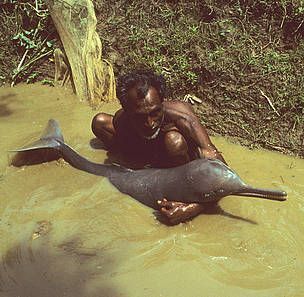 Asian river dolphins