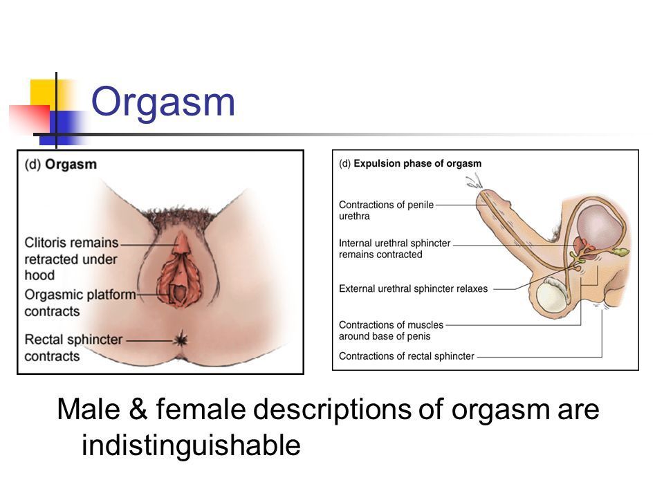 Storm reccomend Woman anatomy of orgasm