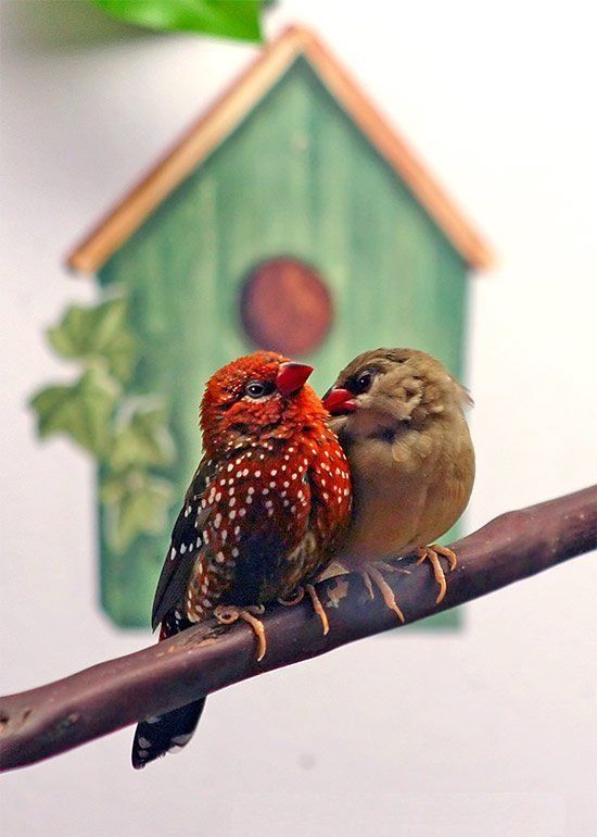 Asian aviary finches singing wings